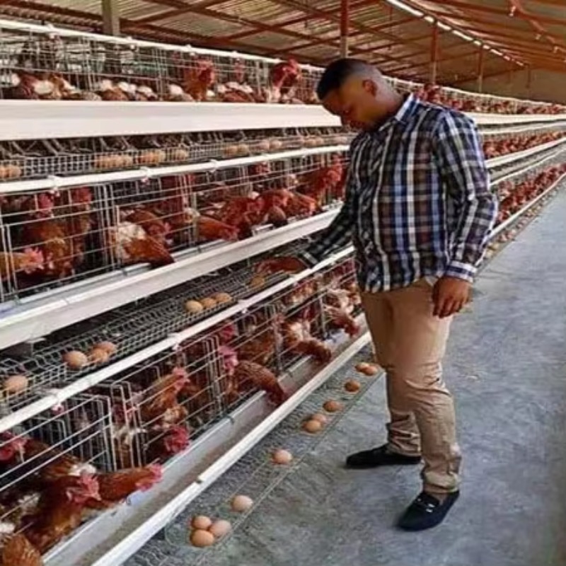 Farming Africa - Peternakan Unggas Harga Murah 10000 Burung