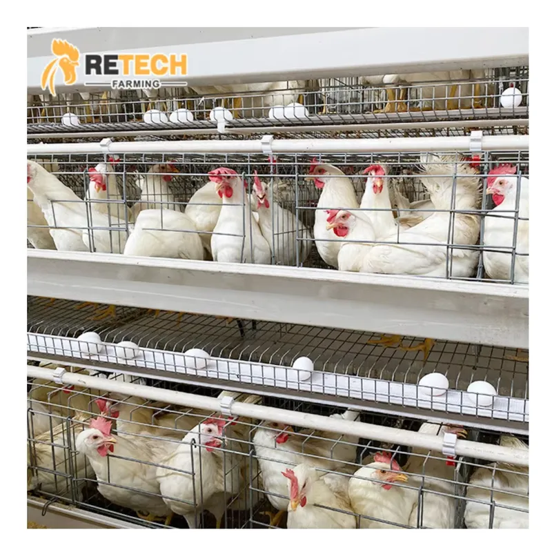 Farming Africa - Kandang Ayam Petelur Otomatis untuk Peternakan