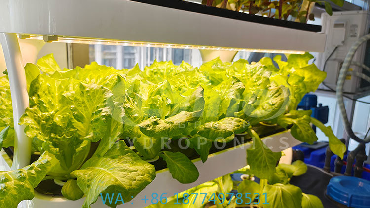 Farming Agriculture Equipment - Mesin Pertanian untuk Menanam Sayuran Selada