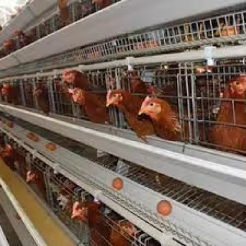   Kandang Ayam New Africa Tipe - Farming Africa ulasan dan harga
