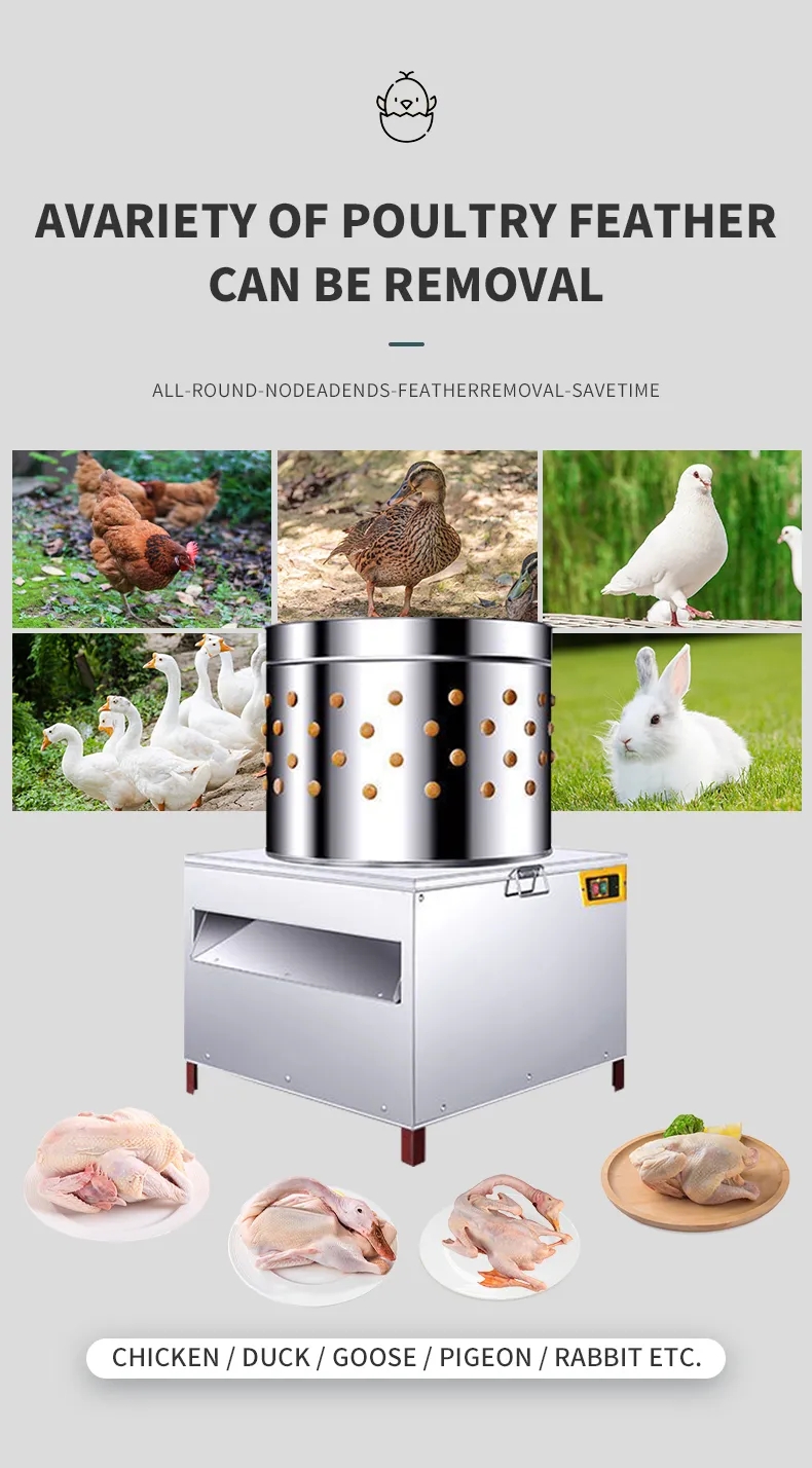 Mesin Pencabut Bulu Ayam HHD U - Chicken Plucker Machine ulasan dan harga