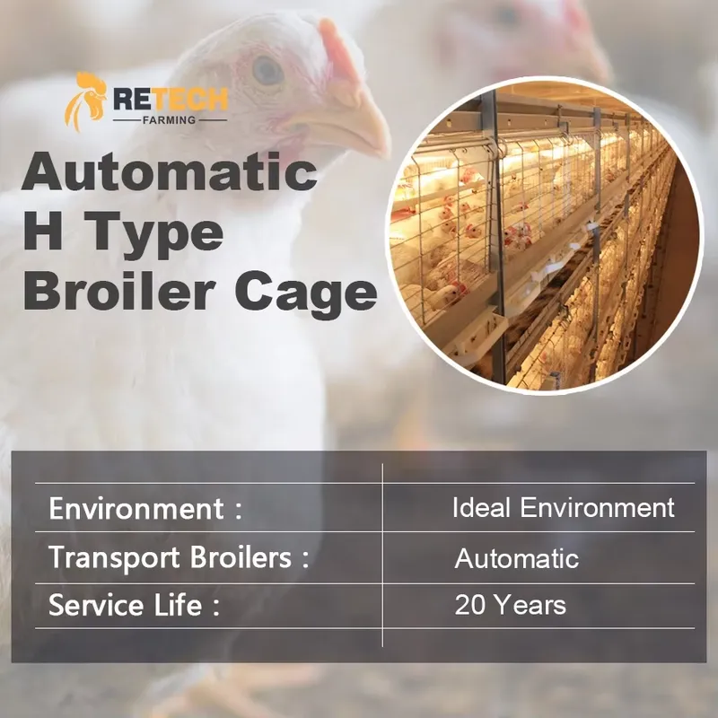 Kandang Ayam Broiler Tipe H Ot - Farming Africa ulasan dan harga